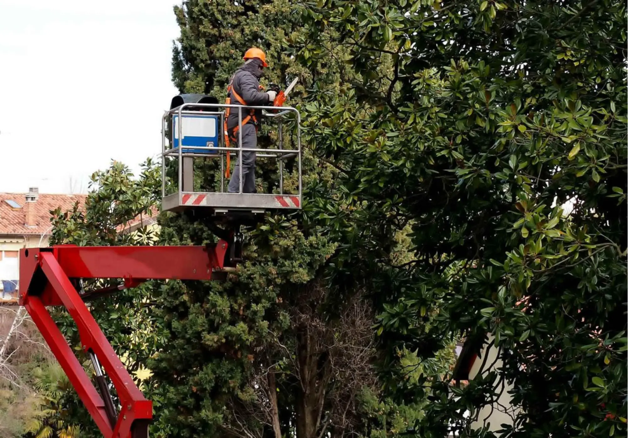 Potatura professionale di alberi ad alto fusto con piattaforma aerea